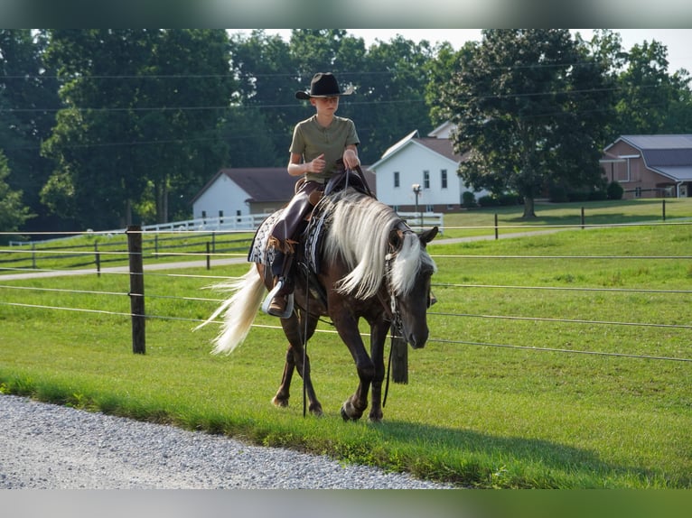 Weitere Ponys/Kleinpferde Wallach 4 Jahre 140 cm  in Fredericksburg