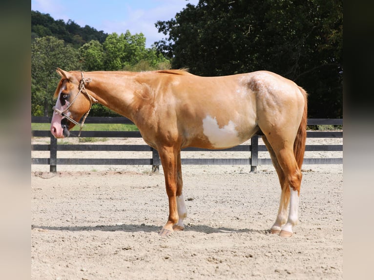 Weitere Ponys/Kleinpferde Mix Wallach 4 Jahre 142 cm Falbe in Wallingford