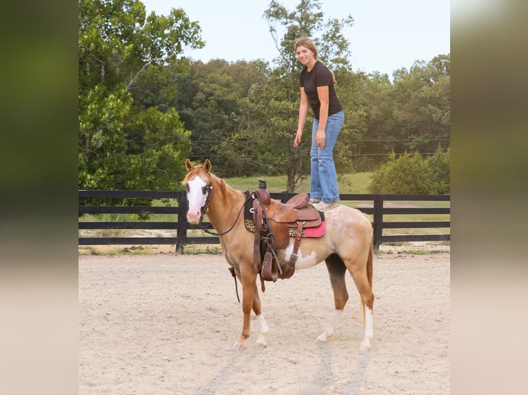 Weitere Ponys/Kleinpferde Mix Wallach 4 Jahre 142 cm Falbe in Wallingford