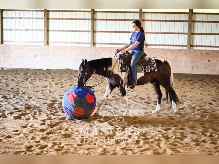 Weitere Ponys/Kleinpferde Mix Wallach 4 Jahre 142 cm Schecke in Orrville