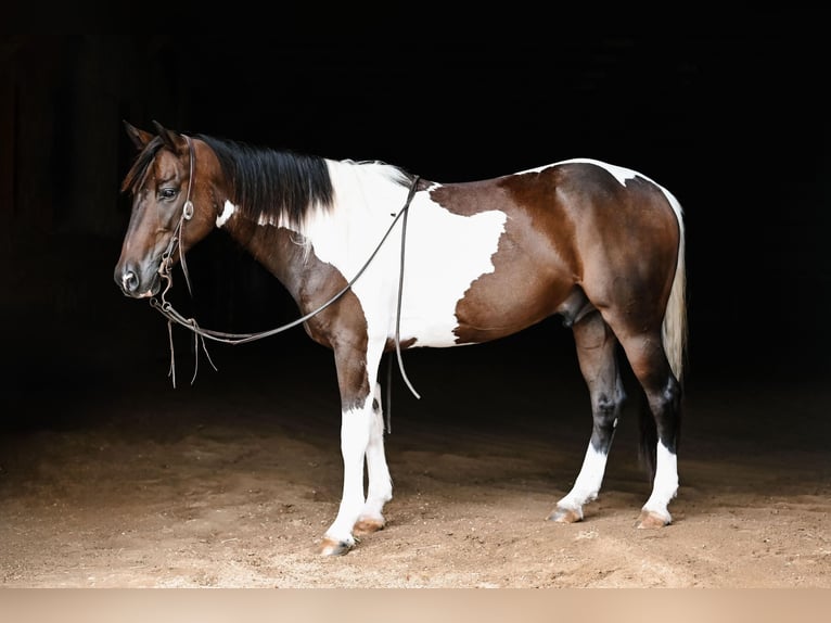 Weitere Ponys/Kleinpferde Mix Wallach 4 Jahre 142 cm Schecke in Orrville