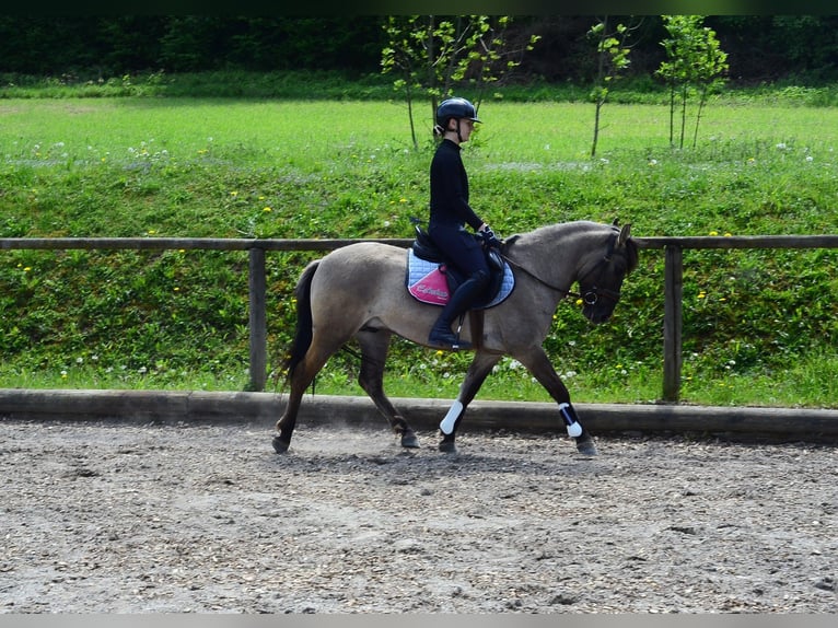 Weitere Ponys/Kleinpferde Wallach 4 Jahre 143 cm Falbe in Wellheim