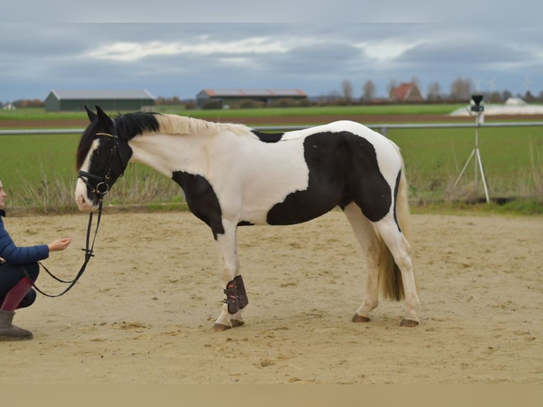 Weitere Ponys/Kleinpferde Wallach 4 Jahre 143 cm Schecke in Geilenkirchen