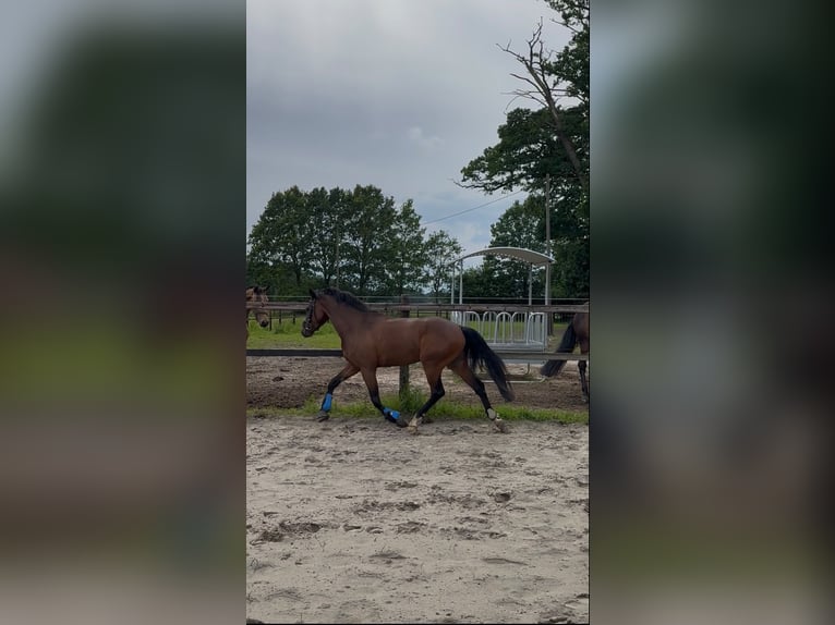 Weitere Ponys/Kleinpferde Wallach 4 Jahre 144 cm Dunkelbrauner in Metelen