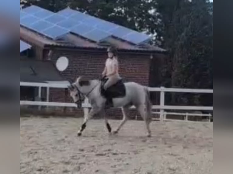 Weitere Ponys/Kleinpferde Wallach 4 Jahre 144 cm Schecke in Ibbenb&#xFC;ren