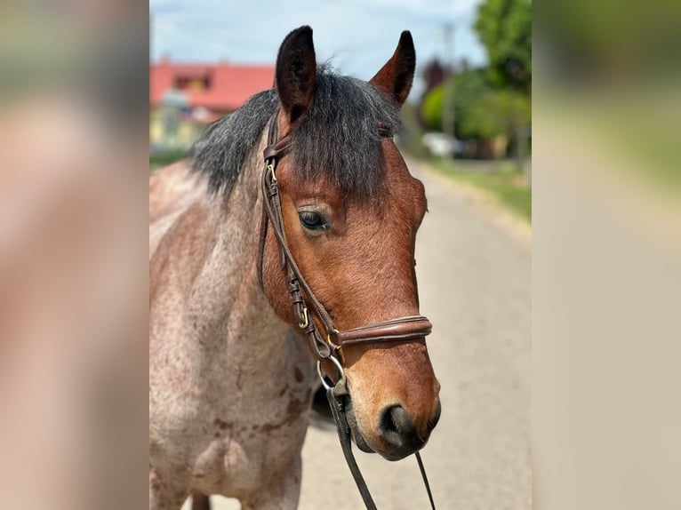 Weitere Ponys/Kleinpferde Wallach 4 Jahre 145 cm Brauner in Bócsa