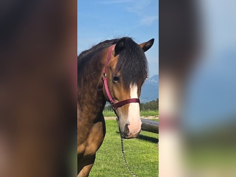 Weitere Ponys/Kleinpferde Mix Wallach 4 Jahre 145 cm Buckskin in Fischbachau