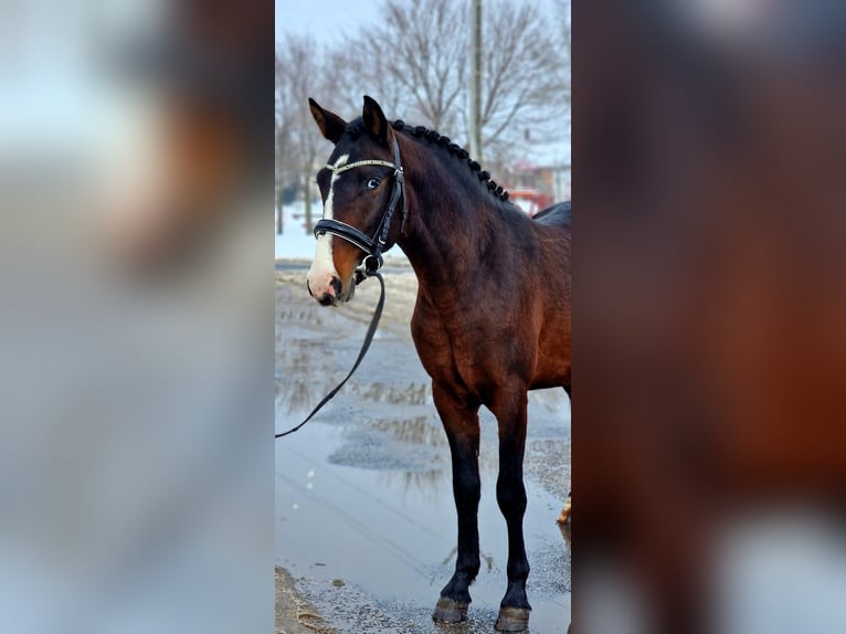 Weitere Ponys/Kleinpferde Wallach 4 Jahre 145 cm Dunkelbrauner in Rechnitz