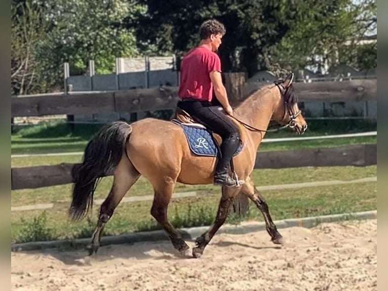 Weitere Ponys/Kleinpferde Wallach 4 Jahre 145 cm Falbe in Görlitz