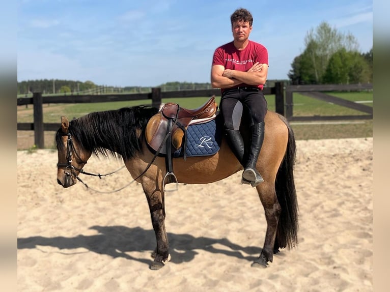 Weitere Ponys/Kleinpferde Wallach 4 Jahre 145 cm Falbe in Görlitz
