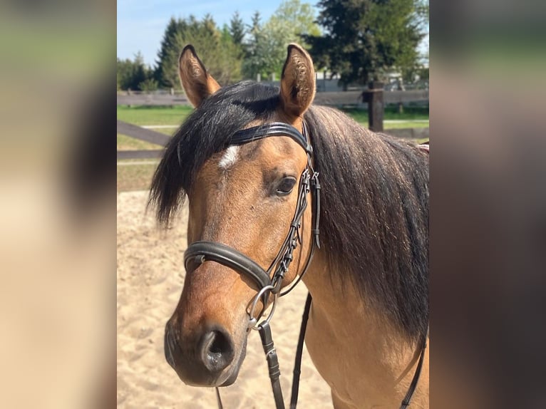 Weitere Ponys/Kleinpferde Wallach 4 Jahre 145 cm Falbe in Görlitz