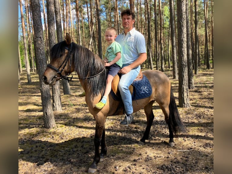 Weitere Ponys/Kleinpferde Wallach 4 Jahre 145 cm Falbe in Görlitz