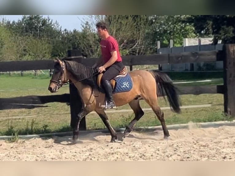 Weitere Ponys/Kleinpferde Wallach 4 Jahre 145 cm Falbe in Görlitz