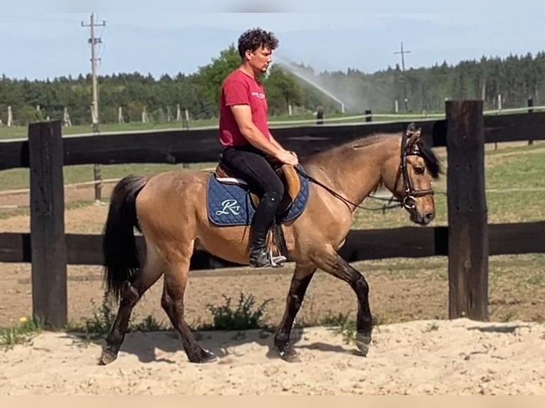 Weitere Ponys/Kleinpferde Wallach 4 Jahre 145 cm Falbe in Görlitz