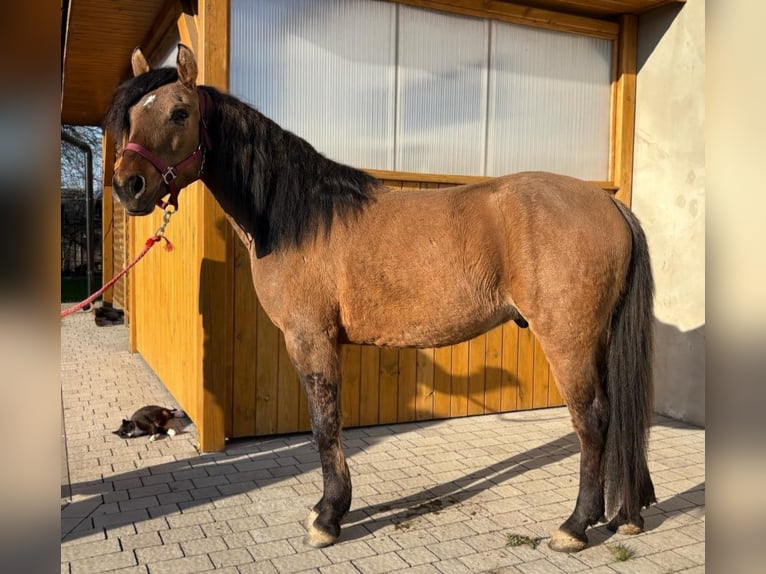 Weitere Ponys/Kleinpferde Wallach 4 Jahre 145 cm Falbe in Görlitz