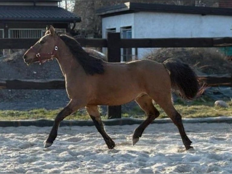 Weitere Ponys/Kleinpferde Wallach 4 Jahre 145 cm Falbe in Görlitz
