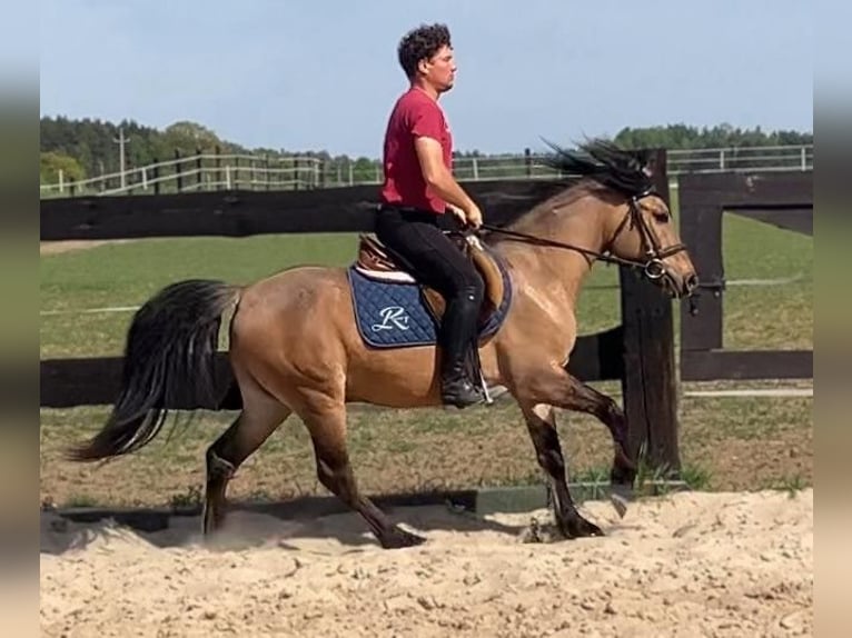 Weitere Ponys/Kleinpferde Wallach 4 Jahre 145 cm Falbe in Görlitz