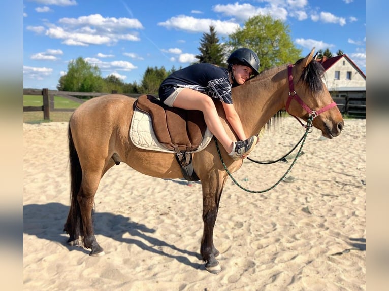 Weitere Ponys/Kleinpferde Wallach 4 Jahre 145 cm Falbe in Görlitz