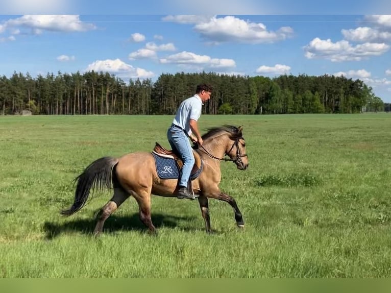 Weitere Ponys/Kleinpferde Wallach 4 Jahre 145 cm Falbe in Görlitz