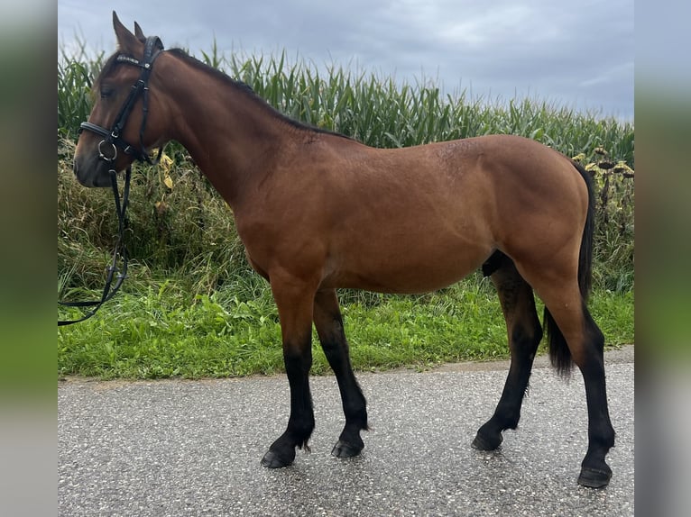 Weitere Ponys/Kleinpferde Wallach 4 Jahre 145 cm Hellbrauner in Uttendorf