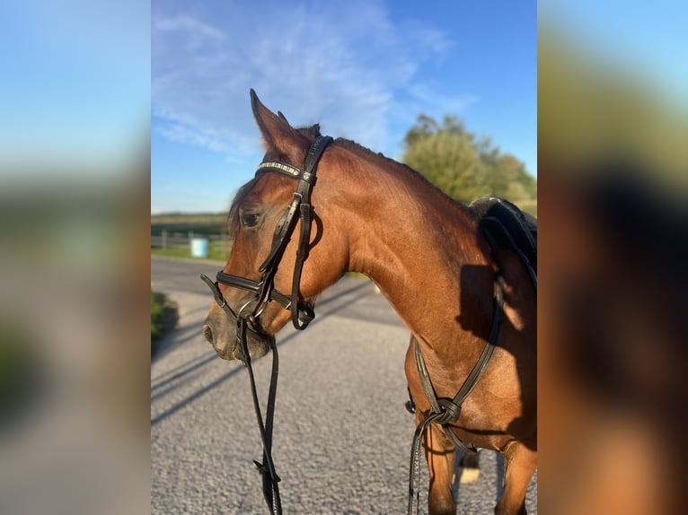 Weitere Ponys/Kleinpferde Wallach 4 Jahre 145 cm Hellbrauner in Uttendorf