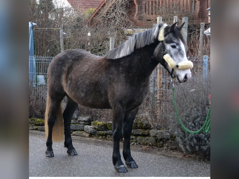 Weitere Ponys/Kleinpferde Wallach 4 Jahre 145 cm Rappschimmel in Bretten