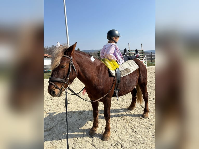 Weitere Ponys/Kleinpferde Wallach 4 Jahre 147 cm Dunkelfuchs in Rechnitz