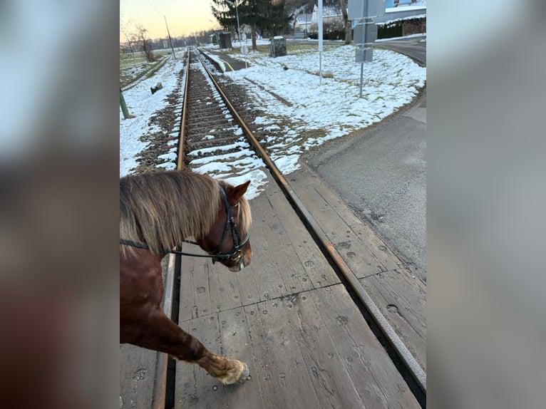 Weitere Ponys/Kleinpferde Wallach 4 Jahre 147 cm Dunkelfuchs in Rechnitz