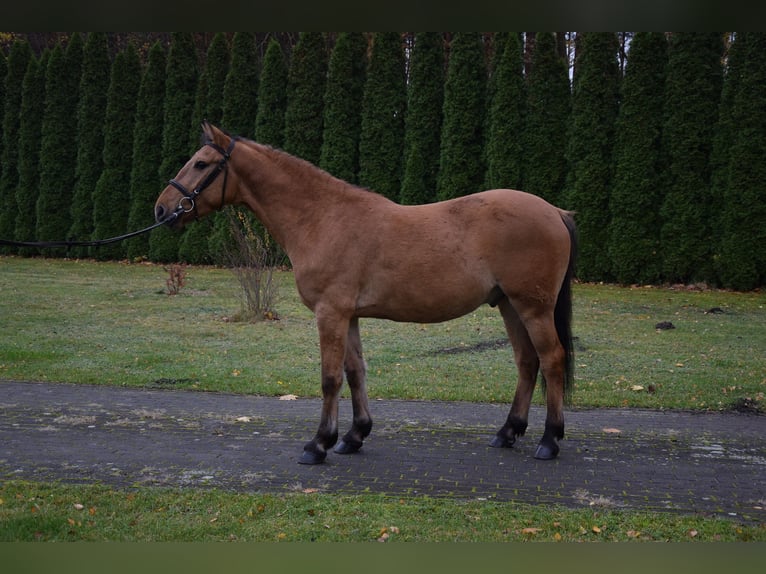 Weitere Ponys/Kleinpferde Wallach 4 Jahre 147 cm Falbe in Chełmno