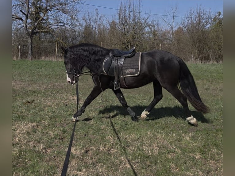 Weitere Ponys/Kleinpferde Wallach 4 Jahre 147 cm Rappe in Békéscsaba