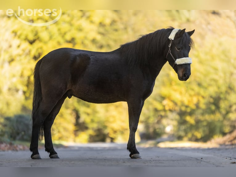 Weitere Ponys/Kleinpferde Wallach 4 Jahre 148 cm Dunkelbrauner in Windhagen
