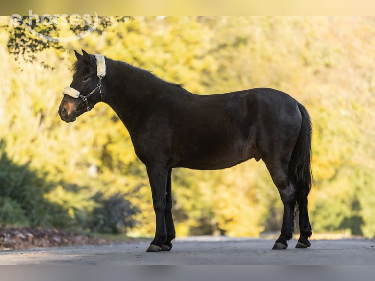 Weitere Ponys/Kleinpferde Wallach 4 Jahre 148 cm Dunkelbrauner in Windhagen