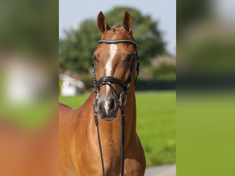 Weitere Ponys/Kleinpferde Wallach 4 Jahre 148 cm Fuchs in Bad Bentheim