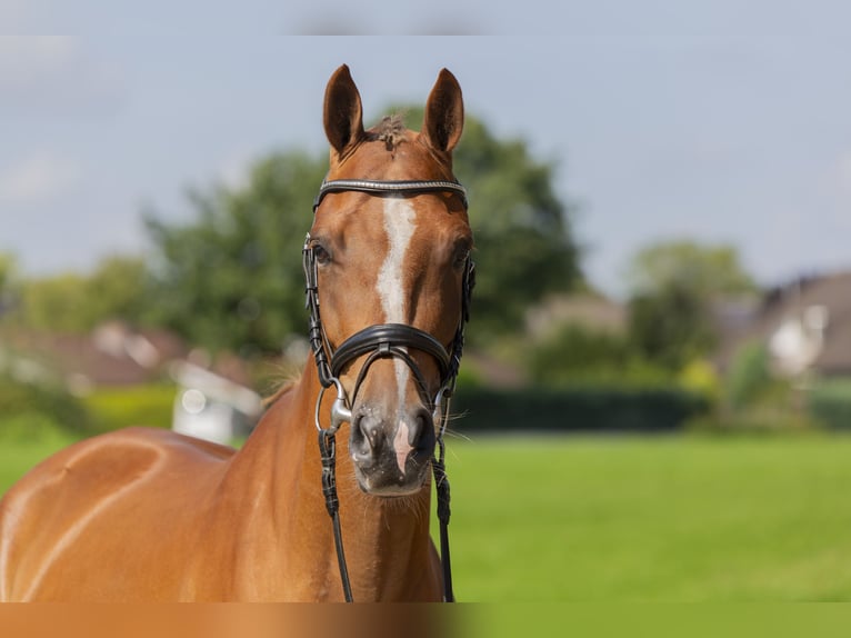 Weitere Ponys/Kleinpferde Wallach 4 Jahre 148 cm Fuchs in Bad Bentheim