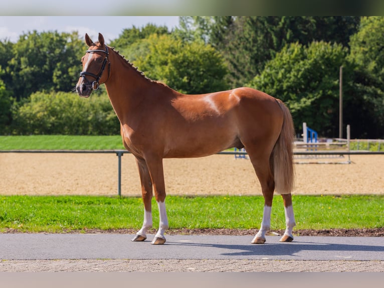 Weitere Ponys/Kleinpferde Wallach 4 Jahre 148 cm Fuchs in Bad Bentheim