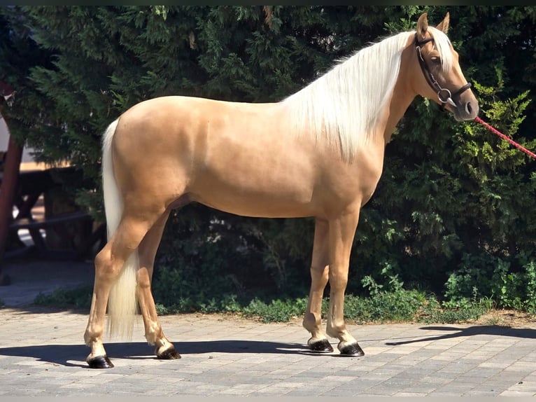 Weitere Ponys/Kleinpferde Wallach 4 Jahre 148 cm Palomino in B&#xE9;k&#xE9;scsaba
