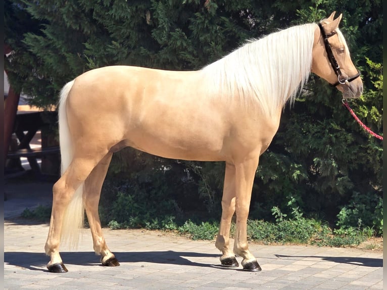 Weitere Ponys/Kleinpferde Wallach 4 Jahre 148 cm Palomino in B&#xE9;k&#xE9;scsaba