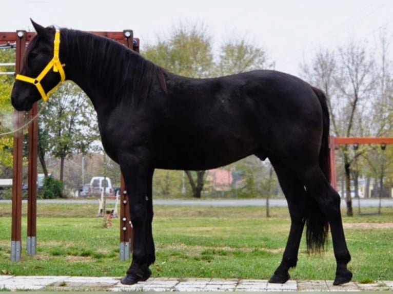 Weitere Ponys/Kleinpferde Wallach 4 Jahre 148 cm Rappe in B&#xE9;k&#xE9;scsaba