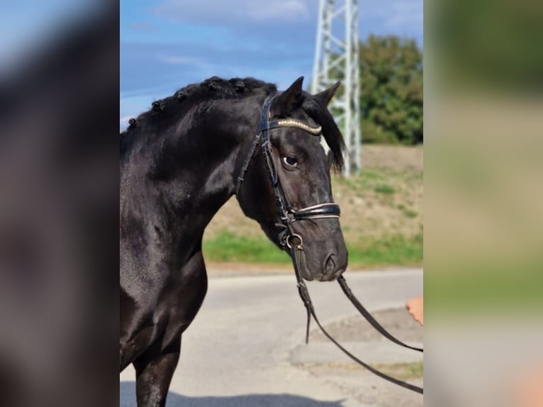 Weitere Ponys/Kleinpferde Wallach 4 Jahre 148 cm Rappe in Gyula