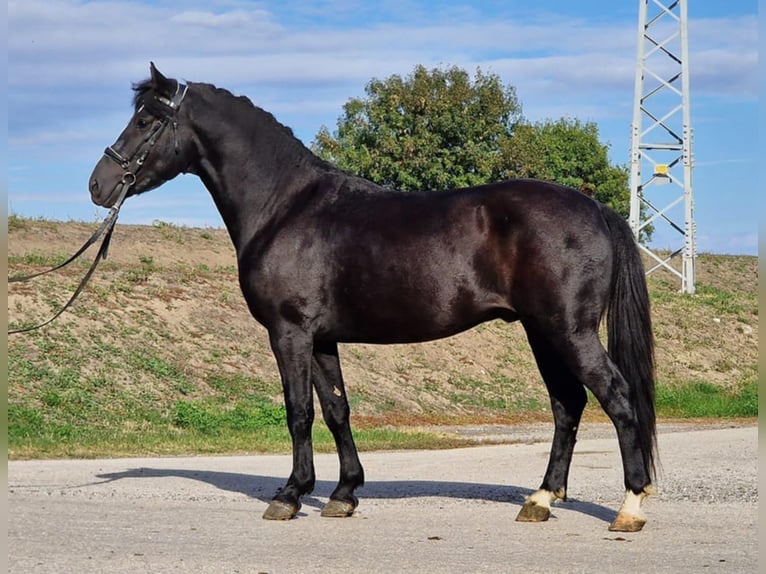 Weitere Ponys/Kleinpferde Wallach 4 Jahre 148 cm Rappe in Gyula