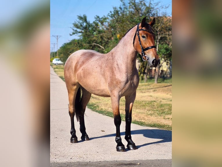 Weitere Ponys/Kleinpferde Wallach 4 Jahre 148 cm Roan-Red in Mezőkovácsháza