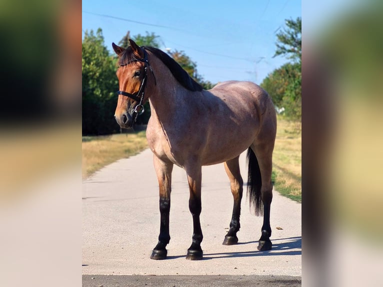 Weitere Ponys/Kleinpferde Wallach 4 Jahre 148 cm Roan-Red in Mezőkovácsháza