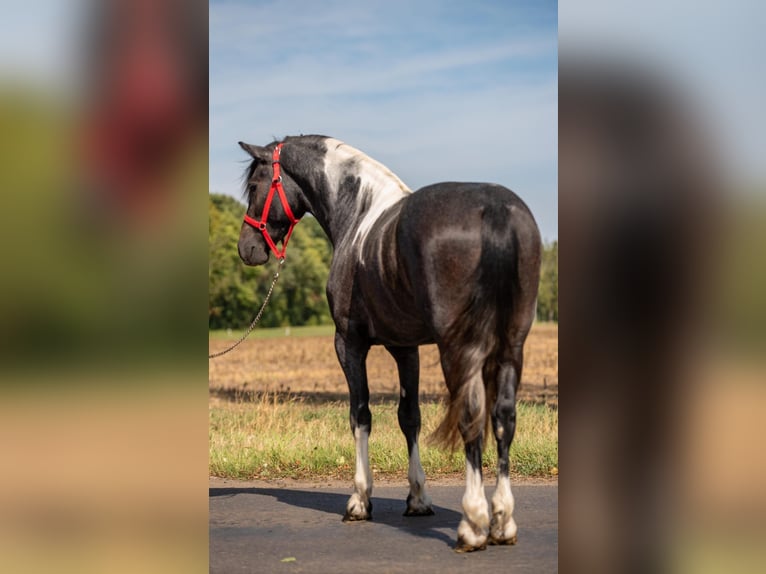 Weitere Ponys/Kleinpferde Wallach 4 Jahre 148 cm Schecke in Mez&#x151;hegyes