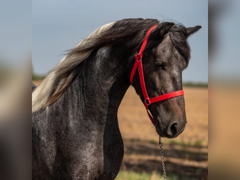 Weitere Ponys/Kleinpferde Wallach 4 Jahre 148 cm Schecke in Mez&#x151;hegyes