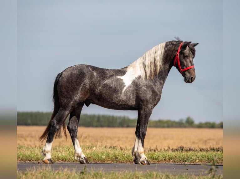Weitere Ponys/Kleinpferde Wallach 4 Jahre 148 cm Schecke in Mez&#x151;hegyes