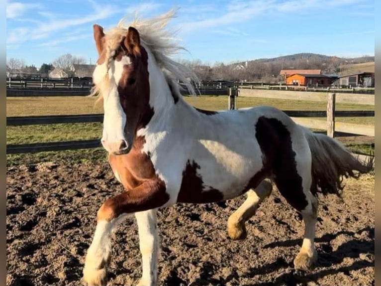 Weitere Ponys/Kleinpferde Wallach 4 Jahre 148 cm Schecke in Rechnitz