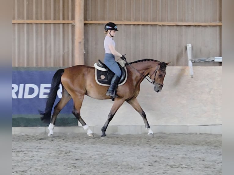 Weitere Ponys/Kleinpferde Wallach 4 Jahre 149 cm Brauner in Schattendorf