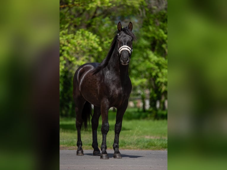 Weitere Ponys/Kleinpferde Wallach 4 Jahre 149 cm Rappe in Neu Gaarz