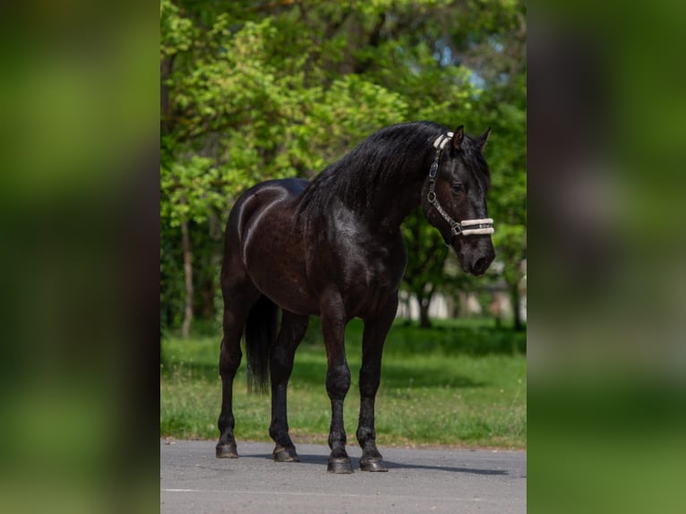Weitere Ponys/Kleinpferde Wallach 4 Jahre 149 cm Rappe in Neu Gaarz