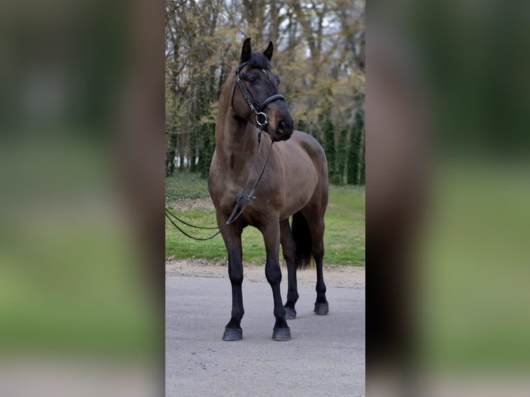 Weitere Ponys/Kleinpferde Wallach 4 Jahre 150 cm Brauner in Békéscsaba